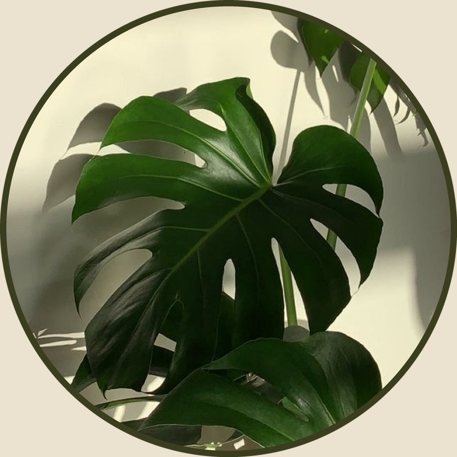 A monstera leaf